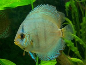 熱帯魚 ディスカスの飼育と繁殖